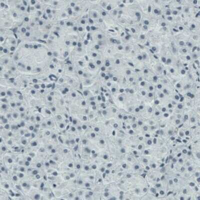 Immunohistochemistry-Paraffin: Apolipoprotein A-IV/ApoA4 Antibody (CL0465) [NBP2-52930]