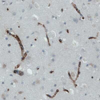 Immunohistochemistry-Paraffin: Apolipoprotein A-IV/ApoA4 Antibody (CL0467) [NBP2-52931]