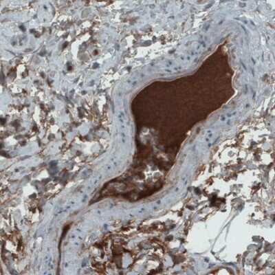 Immunohistochemistry-Paraffin: Apolipoprotein A-IV/ApoA4 Antibody (CL0467) [NBP2-52931]