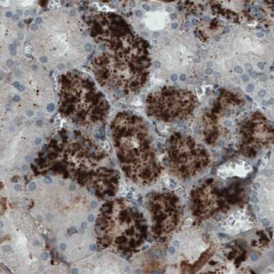 Immunohistochemistry-Paraffin: Apolipoprotein A-IV/ApoA4 Antibody (CL0467) [NBP2-52931]