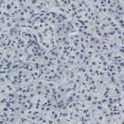 Immunohistochemistry-Paraffin: Apolipoprotein A-IV/ApoA4 Antibody (CL0467) [NBP2-52931]