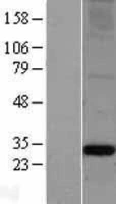 Western Blot: Apolipoprotein A-I/ApoA1 Overexpression Lysate [NBL1-07609]