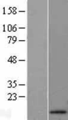 Western Blot: Apolipoprotein A-II/ApoA2 Overexpression Lysate [NBL1-07610]