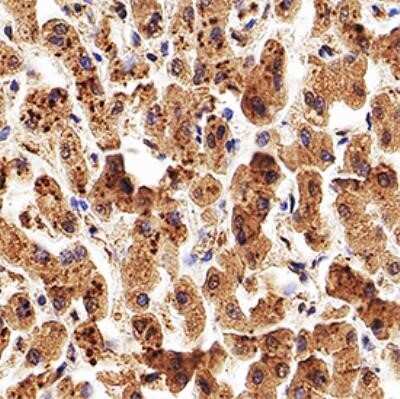 Immunohistochemistry-Paraffin: Apolipoprotein A5 Antibody (1G5G9) - Azide and BSA Free [NBP2-80580]