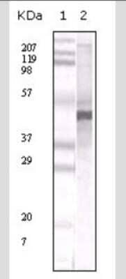 Western Blot: Apolipoprotein A5 Antibody (1G5G9)Azide and BSA Free [NBP2-80580]