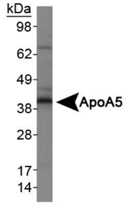 Western Blot: Apolipoprotein A5 Antibody (1G5G9)Azide and BSA Free [NBP2-80580]