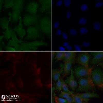 Immunocytochemistry/ Immunofluorescence: Apolipoprotein A5 Antibody (1G5G9) [NB400-139]