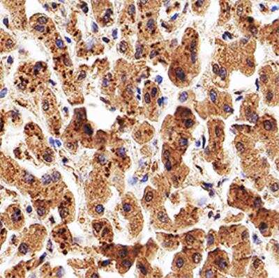 Immunohistochemistry-Paraffin: Apolipoprotein A5 Antibody (1G5G9) - BSA Free [NB110-55454]