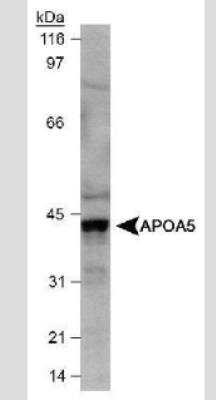 Western Blot: Apolipoprotein A5 Antibody (1G5G9)BSA Free [NB110-55454]