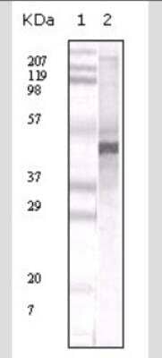 Western Blot: Apolipoprotein A5 Antibody (1G5G9)BSA Free [NB110-55454]