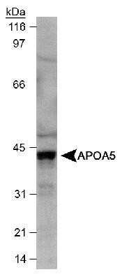 Western Blot: Apolipoprotein A5 Antibody (1G5G9) [NB400-139]