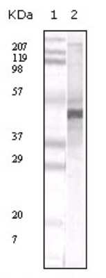 Western Blot: Apolipoprotein A5 Antibody (1G5G9) [NB400-139]