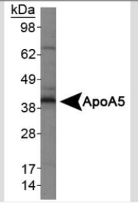 Western Blot: Apolipoprotein A5 Antibody (1G5G9) [NB400-139]