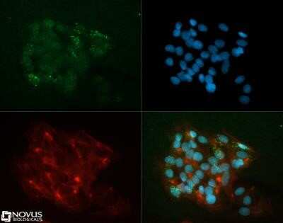 Immunocytochemistry/ Immunofluorescence: Apolipoprotein A5 Antibody (4H8H8E2) - Azide and BSA Free [NBP2-80581]