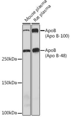 Western Blot: Apolipoprotein B/ApoB Antibody (2T5X0) [NBP3-16350]