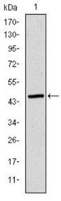 Western Blot: Apolipoprotein B/ApoB Antibody (6G6)BSA Free [NBP2-37598]