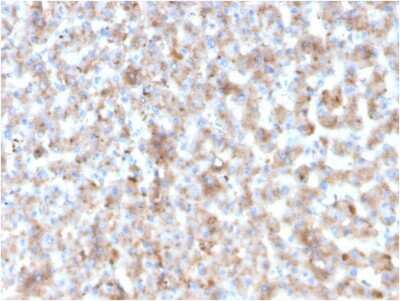 Immunohistochemistry-Paraffin: Apolipoprotein B/ApoB Antibody (APOB/3300) - Azide and BSA Free [NBP3-08226]