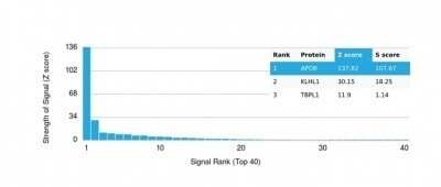 Protein Array: Apolipoprotein B/ApoB Antibody (APOB/4333) [NBP3-07231]