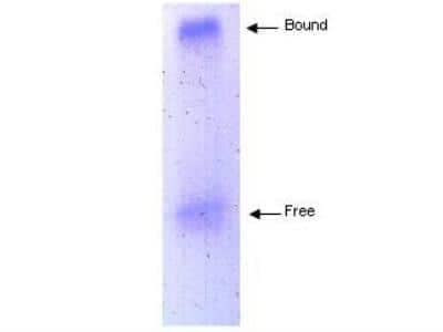 Western Blot: Apolipoprotein B/ApoB Antibody [NB120-7616]