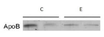 Western Blot: Apolipoprotein B/ApoB Antibody [NB200-527]