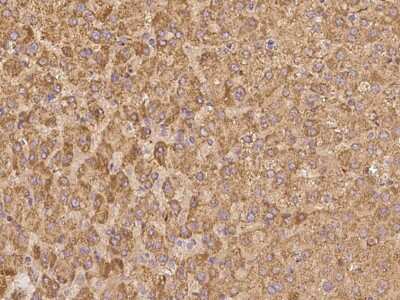 Immunohistochemistry-Paraffin: Apolipoprotein C-II/ApoC2 Antibody [NBP2-97375]