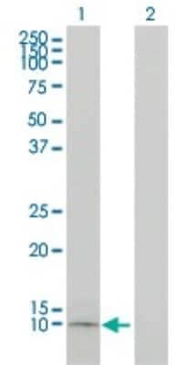 Western Blot: Apolipoprotein C1 Antibody (2E2-1A3) [H00000341-M01]