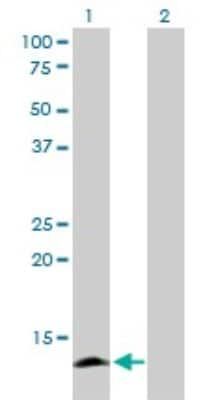 Western Blot: Apolipoprotein C4 Antibody (3D10) [H00000346-M01]