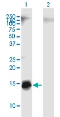 Western Blot: Apolipoprotein C4 Antibody [H00000346-B01P]