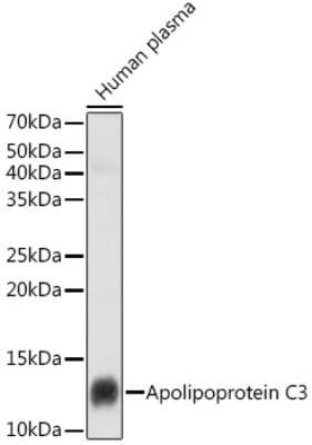 Western Blot: Apolipoprotein CIII Antibody (3T7Y5) [NBP3-16093]