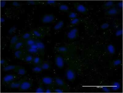 Immunocytochemistry/ Immunofluorescence: Apolipoprotein CIII Antibody (8H7) [H00000345-M06]