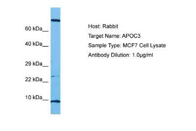 Western Blot: Apolipoprotein CIII Antibody [NBP2-87015]