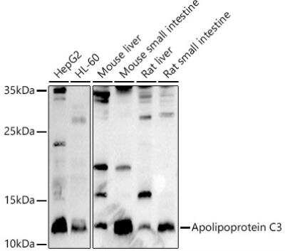 Western Blot: Apolipoprotein CIII AntibodyAzide and BSA Free [NBP2-92734]