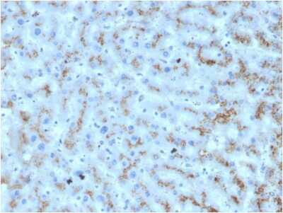 Immunohistochemistry-Paraffin: Apolipoprotein D Antibody (APOD/3412) [NBP3-07382]