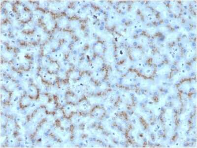 Immunohistochemistry-Paraffin: Apolipoprotein D Antibody (APOD/3412) - Azide and BSA Free [NBP3-08417]