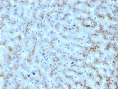 Immunohistochemistry-Paraffin: Apolipoprotein D Antibody (APOD/3412) - Azide and BSA Free [NBP3-08417]