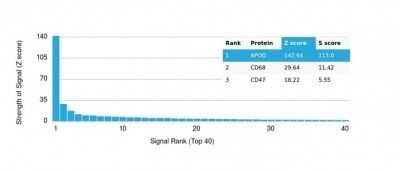 Protein Array: Apolipoprotein D Antibody (APOD/3413) - Azide and BSA Free [NBP3-14089]