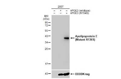 Western Blot: Apolipoprotein E/ApoE AntibodyR136S Mutant [NBP3-13452]