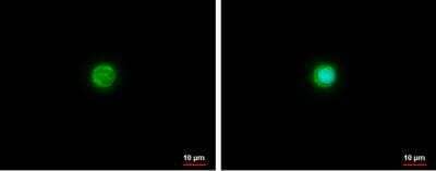 Immunocytochemistry/ Immunofluorescence: Apolipoprotein E/ApoE Antibody - BSA Free [NBP1-31123]