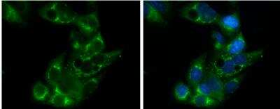 Immunocytochemistry/ Immunofluorescence: Apolipoprotein E/ApoE Antibody - BSA Free [NBP1-31123]