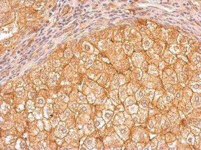 Immunohistochemistry-Paraffin: Apolipoprotein E/ApoE Antibody - BSA Free [NBP1-31123]