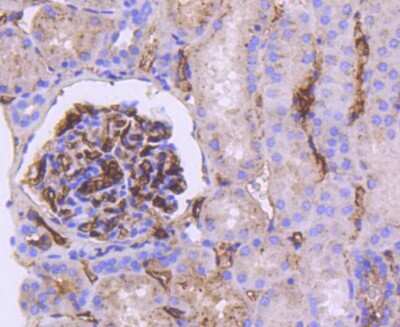 Immunohistochemistry-Paraffin: Apolipoprotein E/ApoE Antibody (SC0536) [NBP2-67565]