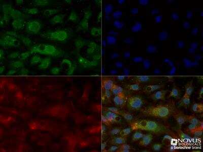 Immunocytochemistry/ Immunofluorescence: Apolipoprotein E/ApoE Antibody (WUE-4) - BSA Free [NB110-60531]