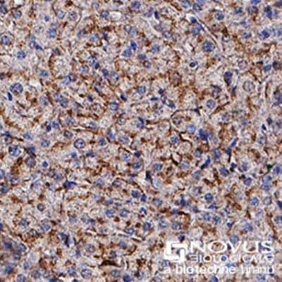 Immunohistochemistry-Paraffin: Apolipoprotein E/ApoE Antibody (WUE-4) - BSA Free [NB110-60531]