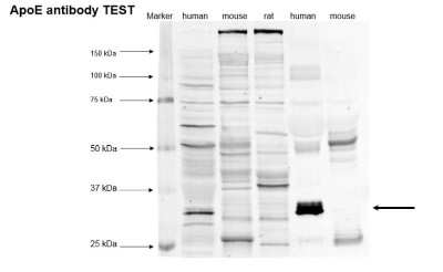 Western Blot: Apolipoprotein E/ApoE Antibody (WUE-4)BSA Free [NB110-60531]