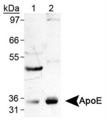 Western Blot: Apolipoprotein E/ApoE Antibody (WUE-4)BSA Free [NB110-60531]