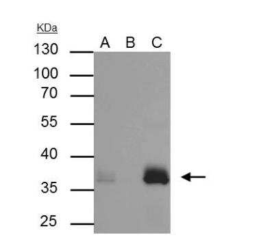 Western Blot: Apolipoprotein E/ApoE AntibodyBSA Free [NBP1-31123]