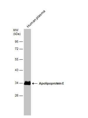 Western Blot: Apolipoprotein E/ApoE AntibodyBSA Free [NBP1-31123]