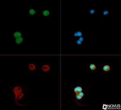 Immunocytochemistry/ Immunofluorescence: Apolipoprotein E R2/ApoE R2 Antibody [NB100-2216]