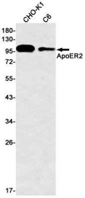 Western Blot: Apolipoprotein E R2/ApoE R2 Antibody (S03-1H8) [NBP3-19571]