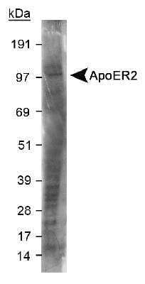 Western Blot: Apolipoprotein E R2/ApoE R2 Antibody [NB100-2217]